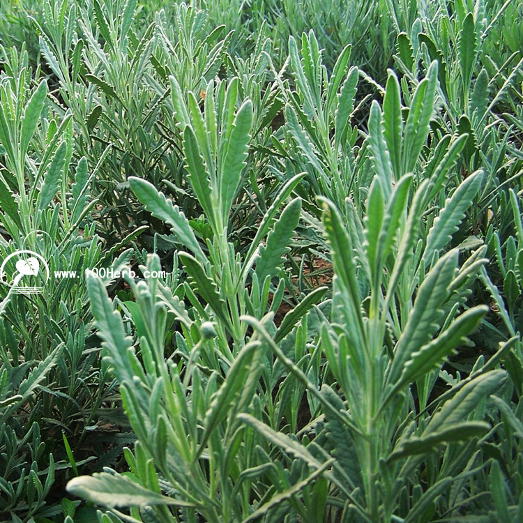 aozhouxunyicao