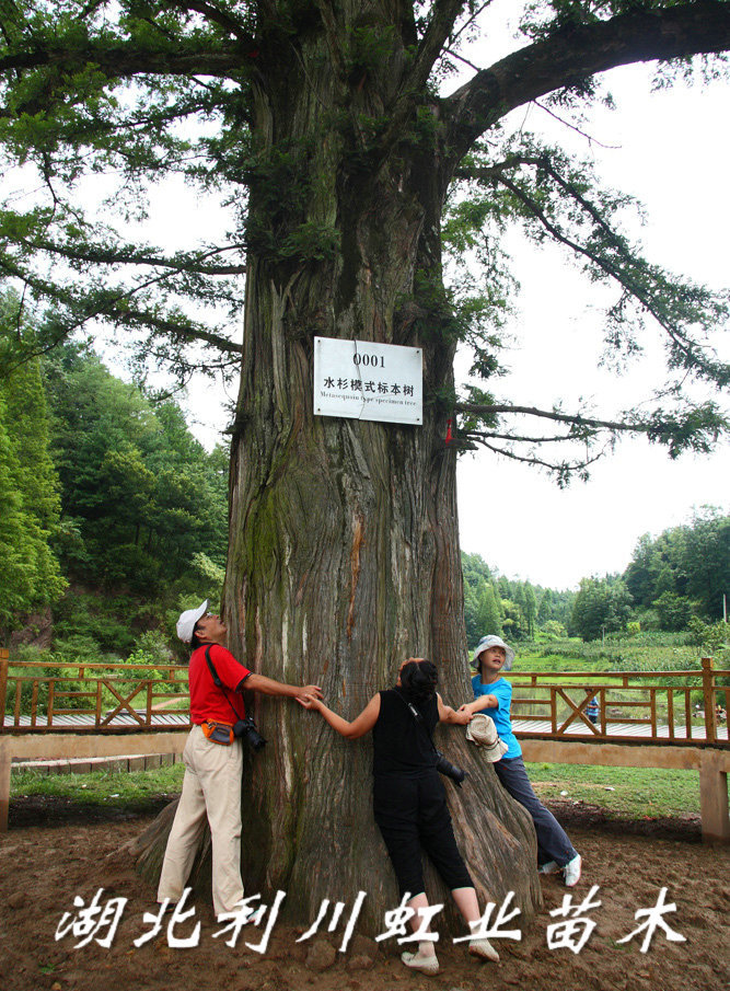 点击打开原图 水杉王_1