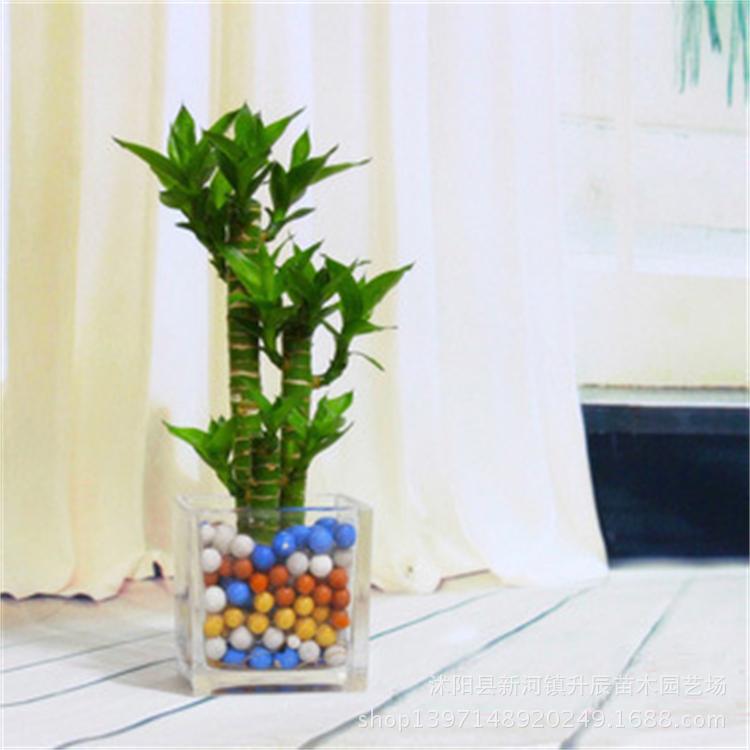 批发桌面小盆栽荷花竹 莲花竹 开运竹 多株组合