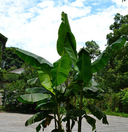 新鲜野菜芭蕉叶(香味浓郁独特 欢迎惠顾