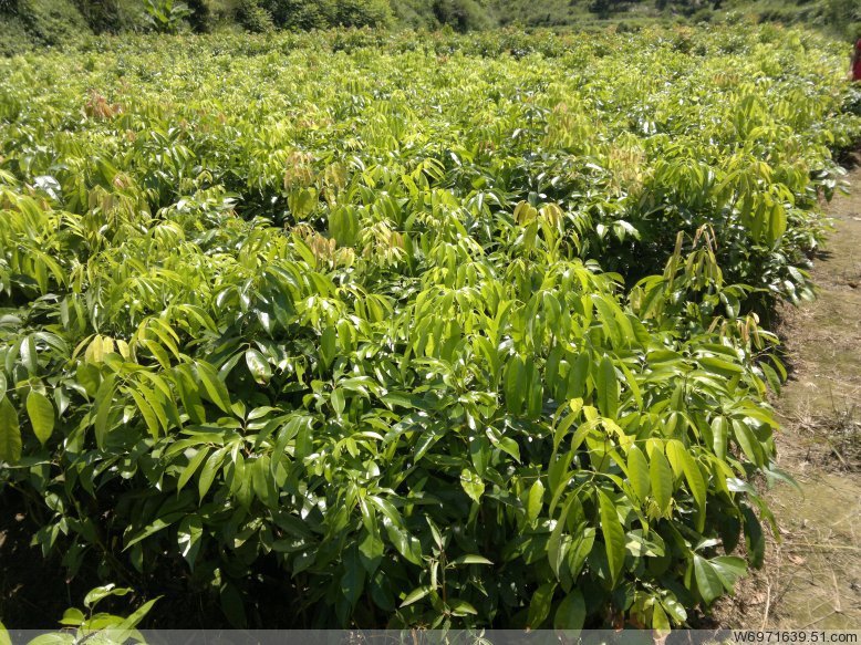 十万大山金花茶树苗--阿里巴巴采购平台求购产