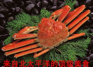 熟冻俄罗斯雪蟹 朝鲜板蟹 阿拉斯加鳕蟹 熟冻松叶蟹 snow crab