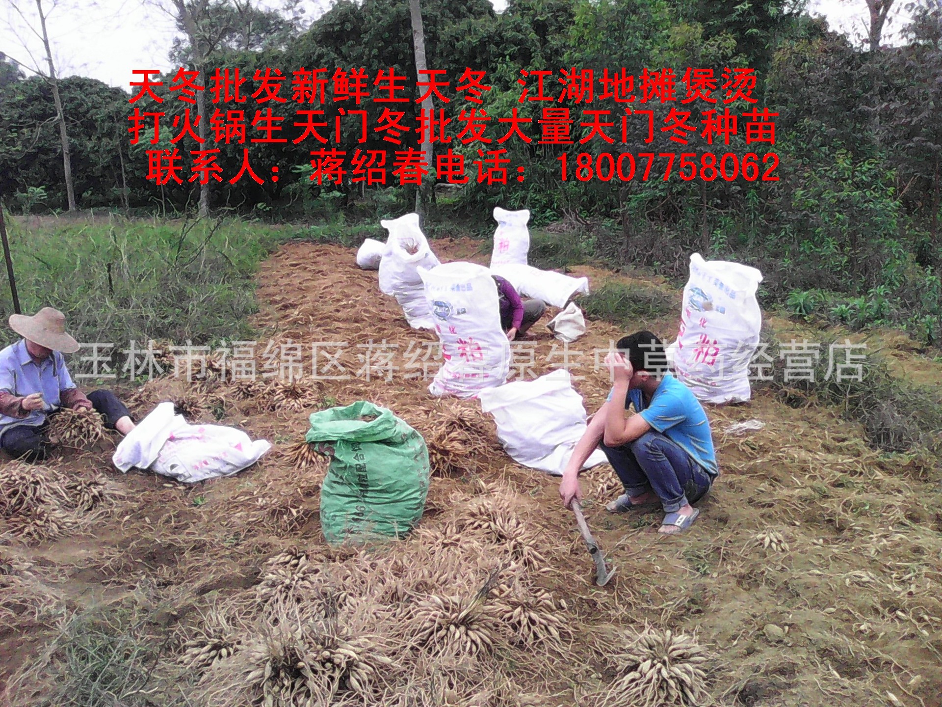 植物原药材-跑江湖最新产品地摊最赚钱生意 (煲