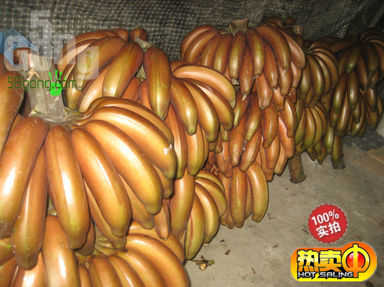 天宝顶级特大红香蕉品质保证长期供应米蕉香蕉基地现采摘批发