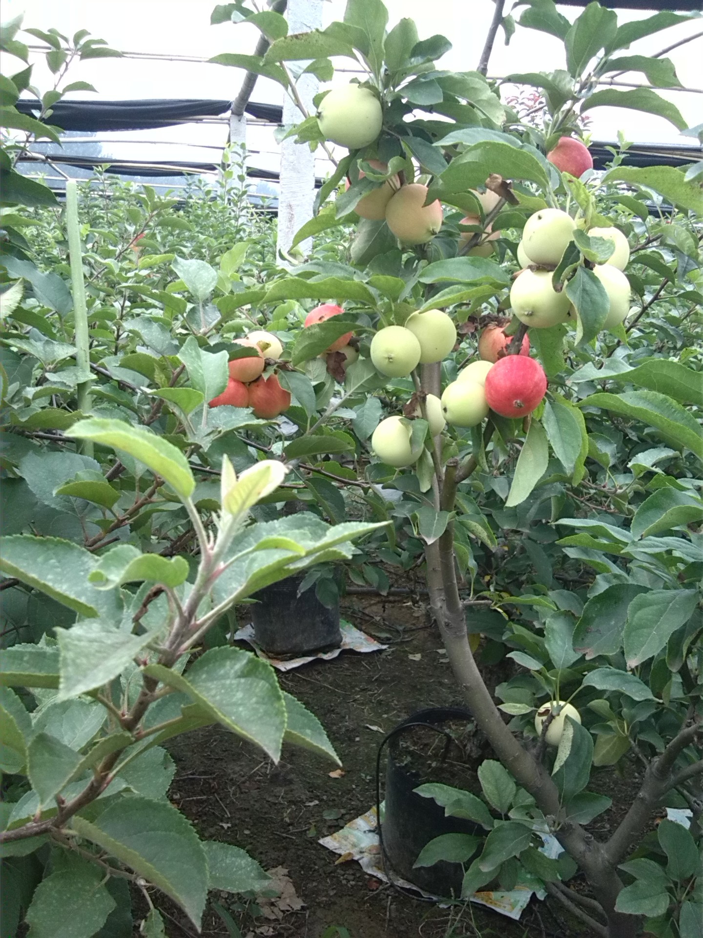 供黄金果苹果树,早红霞苹果盆景,七月天仙苹果苗,沙果苹果苗