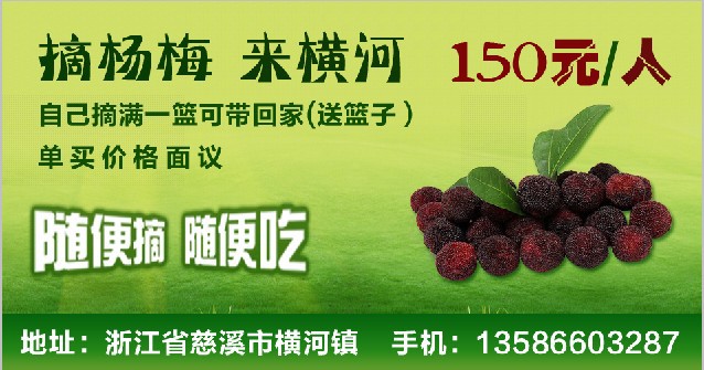 自行上山采摘杨梅 新鲜杨梅