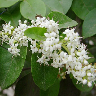 《民丰园林》夜香树苗盆景 盆栽夜来香大苗驱除蚊虫 室内净化空气