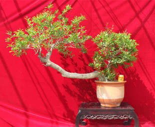 盆景-精品造型石榴盆景 观花观果石榴盆栽 老根