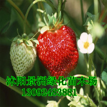 草莓树种植_草莓树种植价格_优质草莓树种植