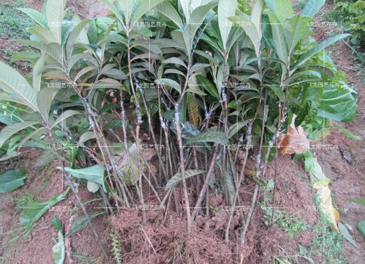 果树-果树苗木杨梅树苗大果型白杨梅品种水晶