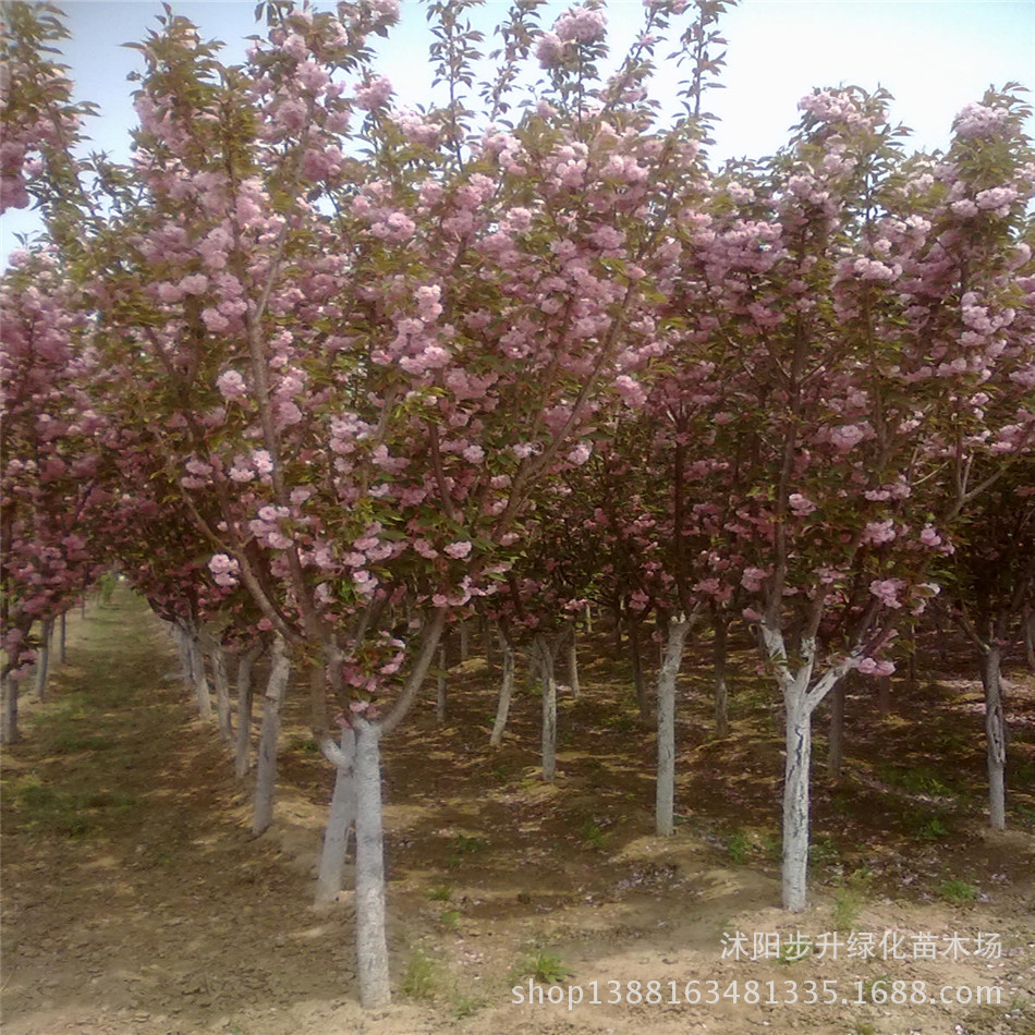 樱花2