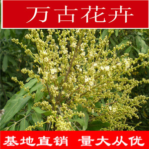 【种龙眼树】种龙眼树价格\/图片_种龙眼树批发