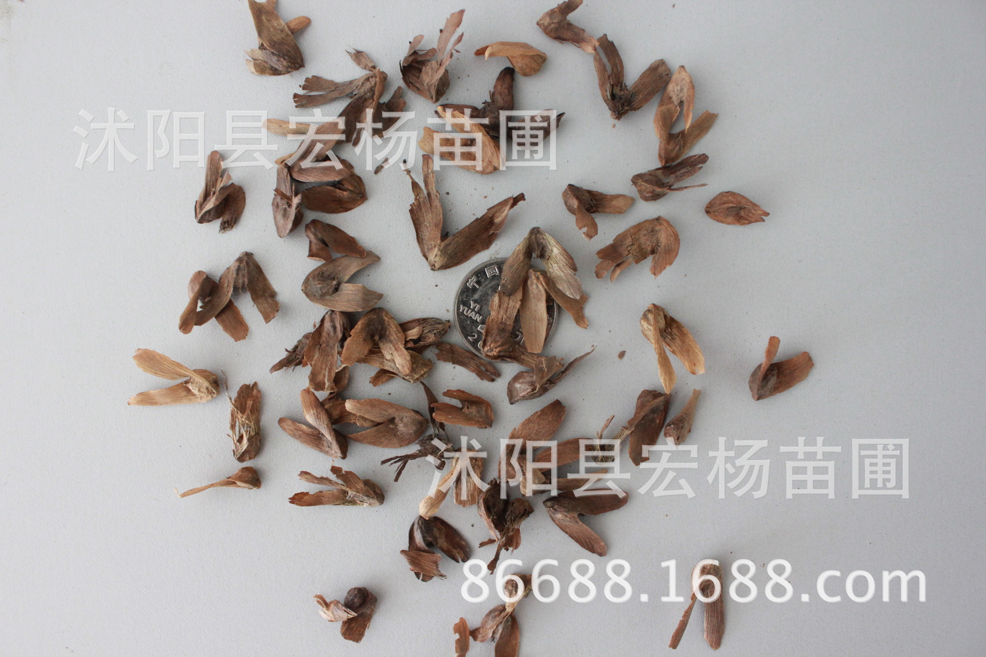 枫杨 新采优质林木种子 枫杨种子 燕子树种子 元宝树 包发芽率