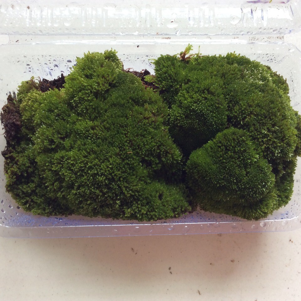 天然野生新鲜青苔 星星藓 小白发藓 朵朵藓 15*8cm微景观苔藓批发