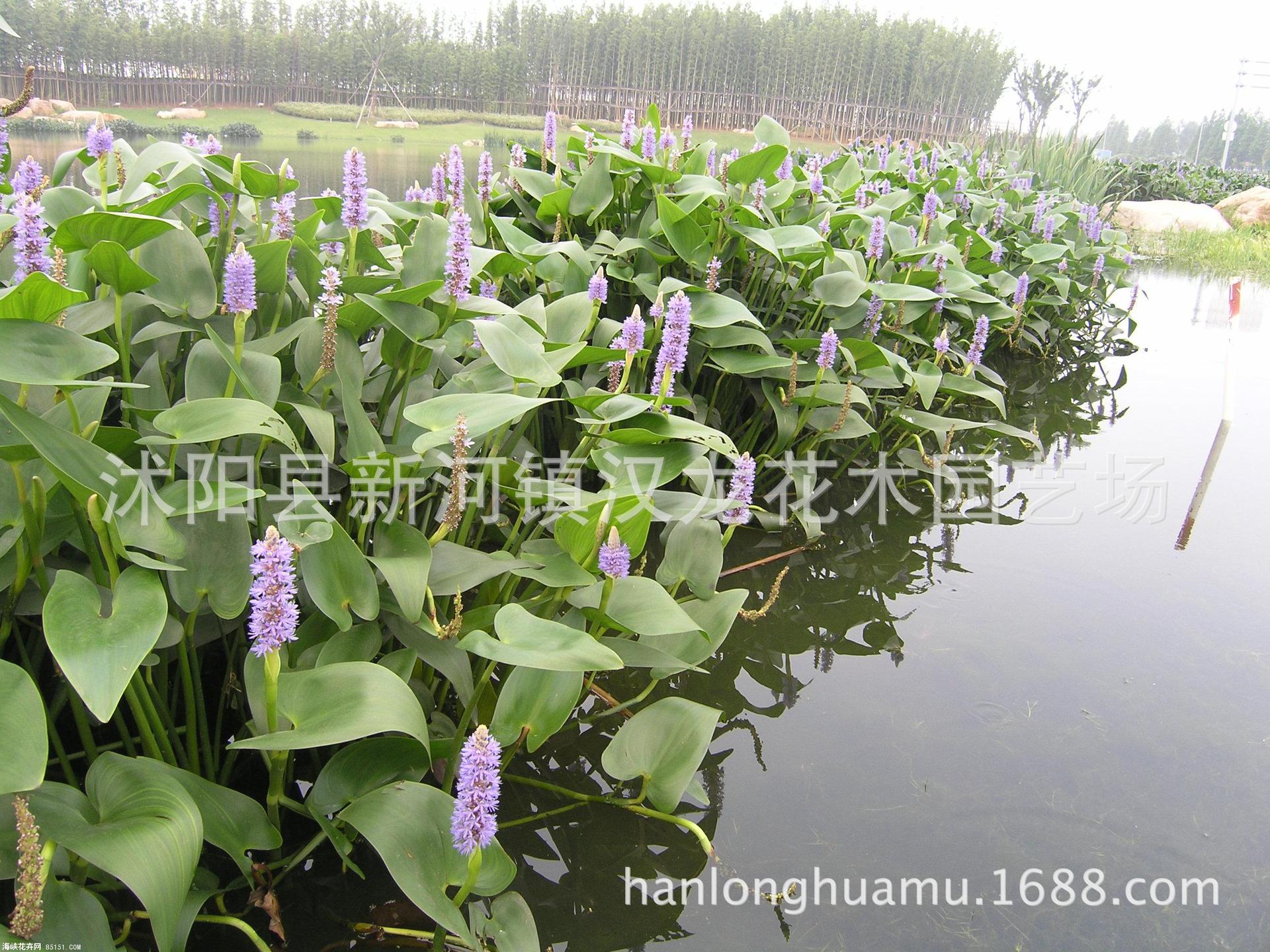 梭鱼草 水岸绿化植物 湿地绿化 水生花卉 量大从优 浅水植物