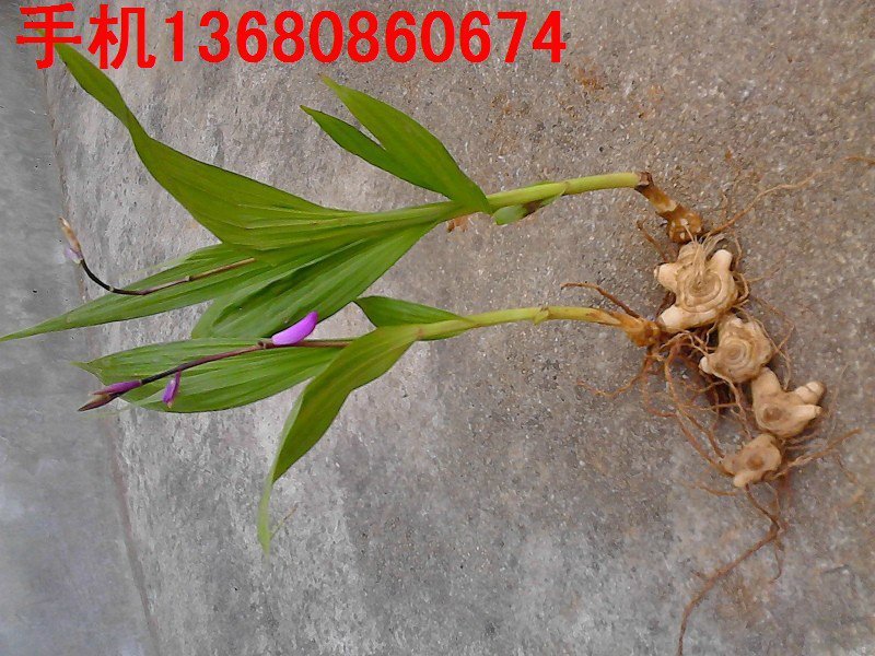 白芨,白及,白芨种苗,白及种子,白芨的价格