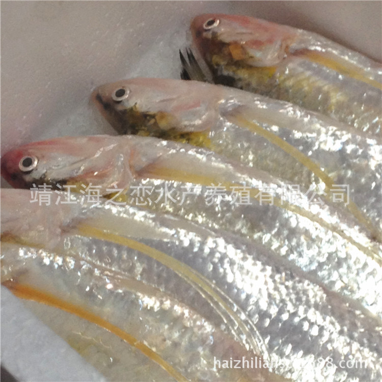 保质供应:长江刀鱼|冰鲜刀鱼|刀鱼价格(图)