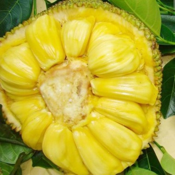 【海南道丰】热带水果批发、菠萝蜜、树菠萝、木菠萝、果园直销