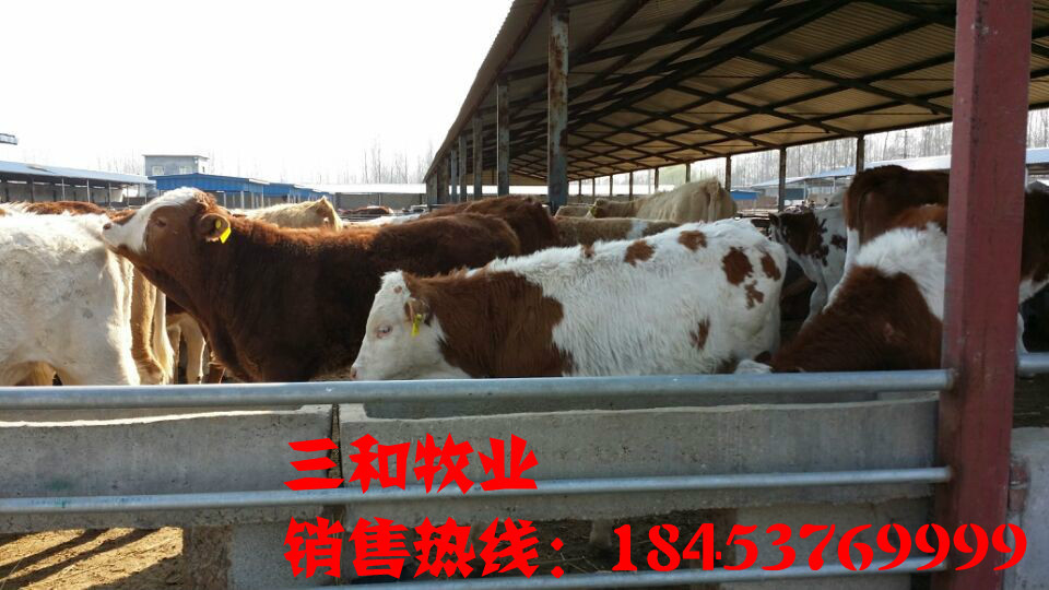 点三和犊牛养殖场技术的饲养管理价格视频犊牛云曾刚画犊牛图片
