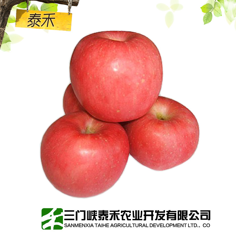 灵宝苹果 水果批发 75-80mm 4.5元1斤 正品保