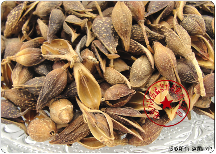 植物原药材-中药材批发 黄翘 连翘 纯正药材 量