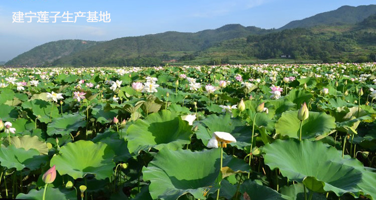 特级通芯莲子无芯建宁特产补肾清热去火解暑一煮就烂白莲产地批发