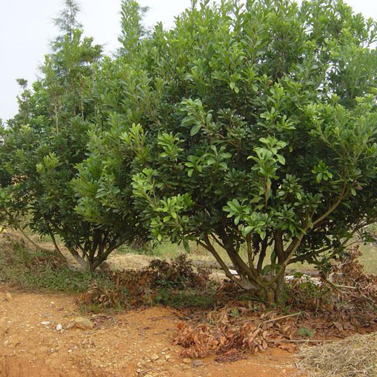 鹏源花卉 供应丛生杨梅果树 销售各种规格果树 量大优惠