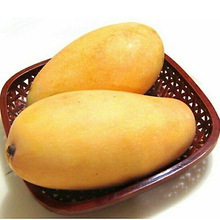 金黄芒_金黄芒批发_金黄芒供应