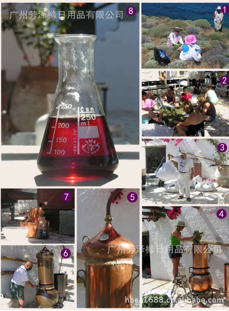 有机牛膝草精油_03