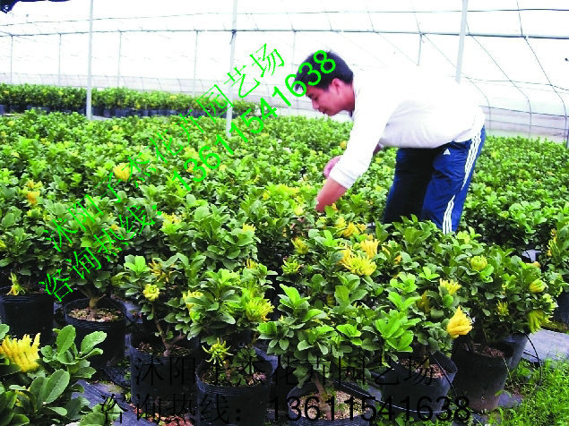 果树苗,盆栽佛手苗,金佛手苗,佛手柑苗,清热去火,3年苗,规格齐全