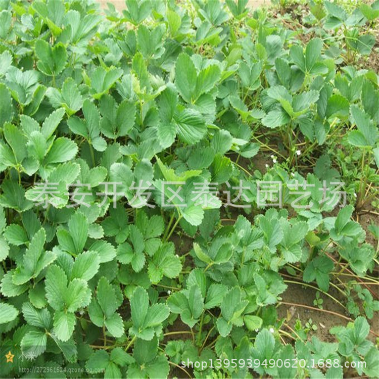 果树-大棚草莓苗怎么种植 大棚草莓苗最佳栽培