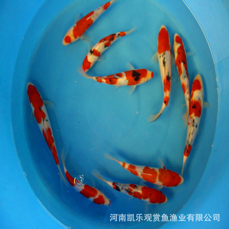 精品锦鲤鱼苗
