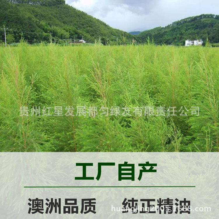 茶树精油白边自产副本