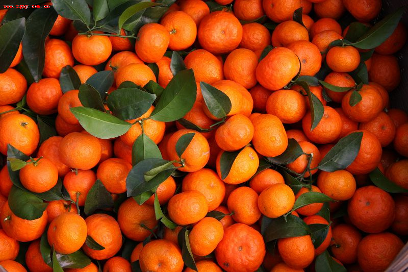 供应广西优质沙糖橘 现摘现发新鲜水果预售