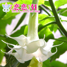 曼陀罗花种_曼陀罗花种批发_曼陀罗花种供应