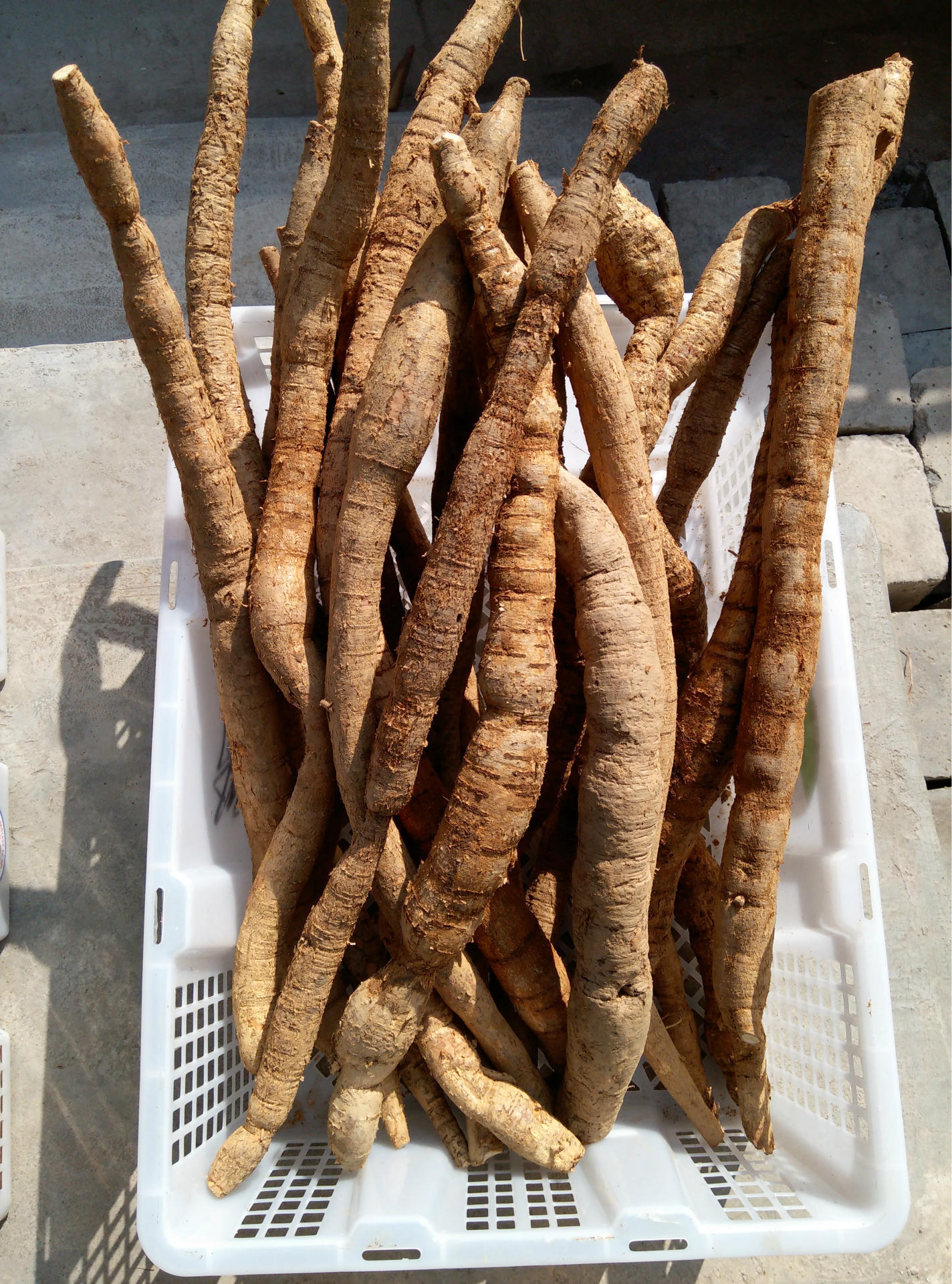 种苗-夏普蓝蓝莓种苗--阿里巴巴采购平台求购产