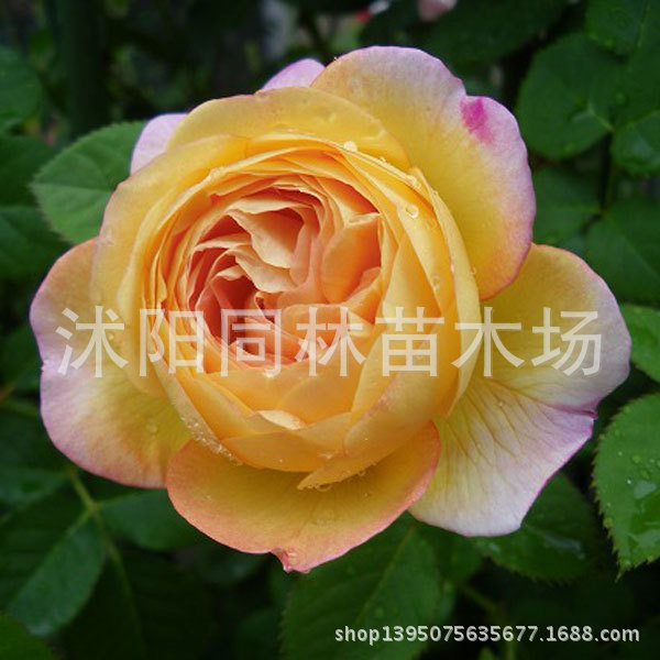 灌木-欧洲<em>月季</em>苗 灌木<em>月季 茶花女</em> 欧月苗 月季