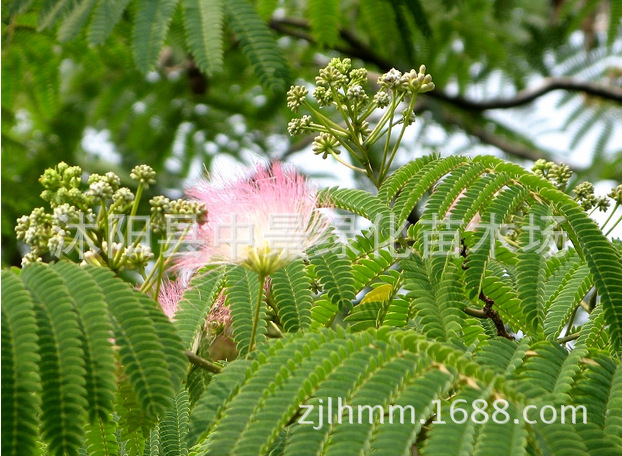 合欢喜温暖湿润和阳光充足环境,对气候和土壤适应性强,宜在排水良好