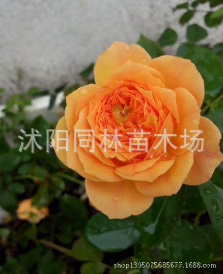 灌木-欧洲<em>月季</em>苗 灌木<em>月季 茶花女</em> 欧月苗 月季