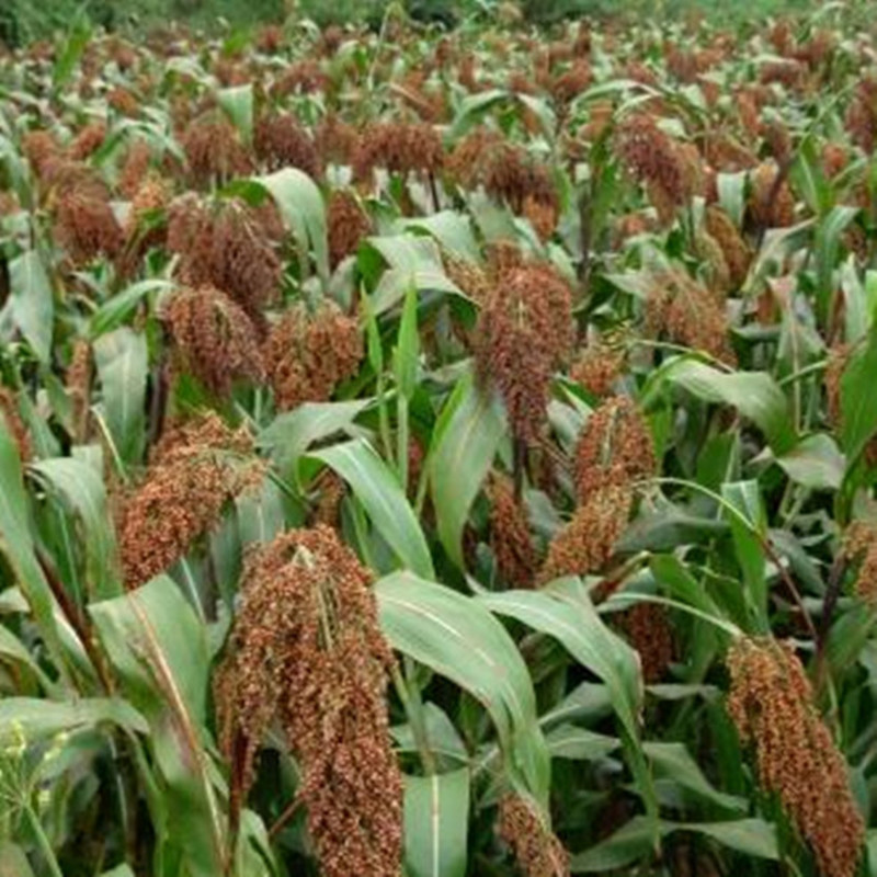 B049B36156692C66B407B6B61E5BA7