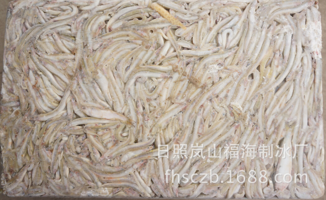 大量批发优质皮条鱼/海泥鳅/饲料鱼