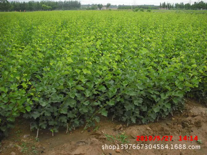 批发销售山楂树苗 果树盆栽大五菱山楂苗 当年