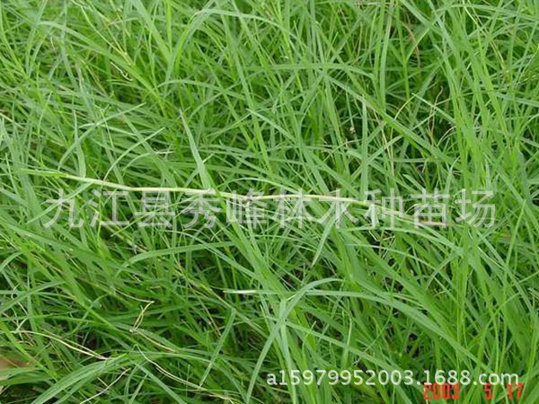 【大量批发】供应 狗牙根 百慕大草 绊根草 爬根草 感沙草 铁线草