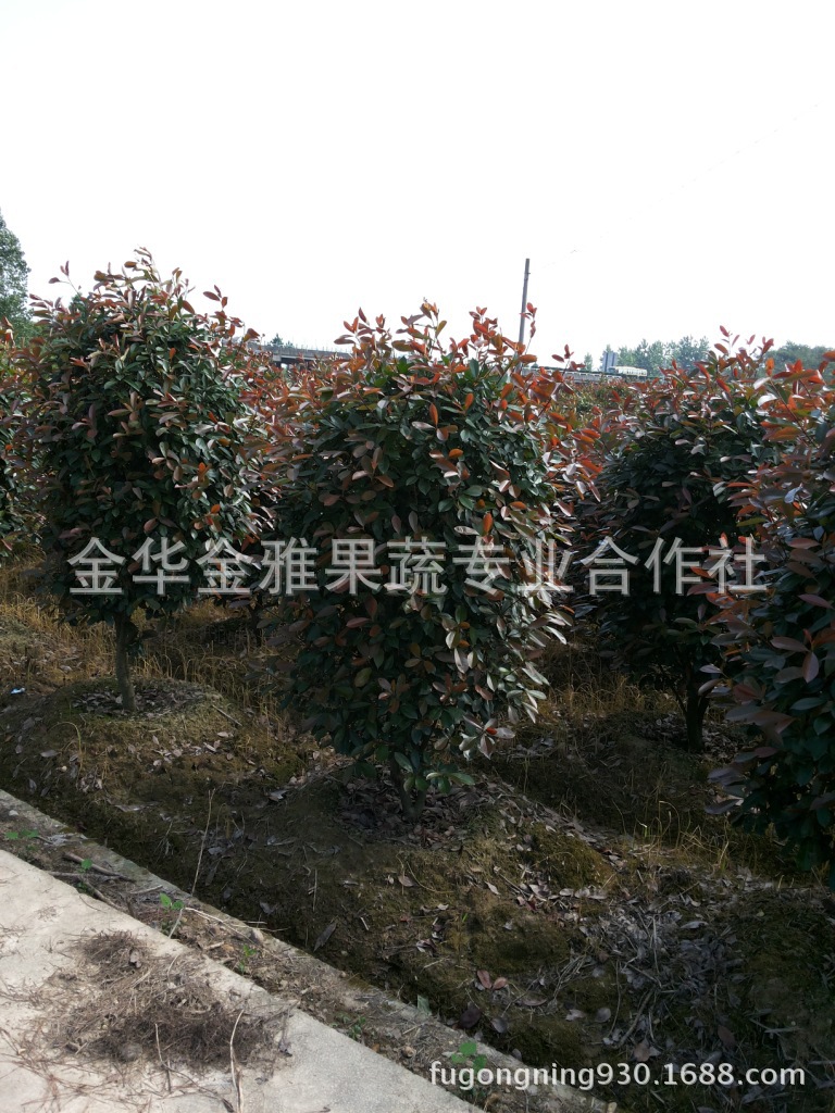 供应各种规格红叶石楠? height=