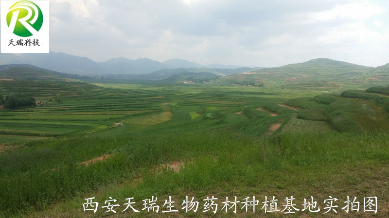 西安天瑞生物药材种植基地实拍图1