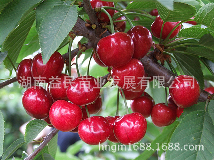 果树-湖南果苗批发\/大红灯笼樱桃、优质果苗、