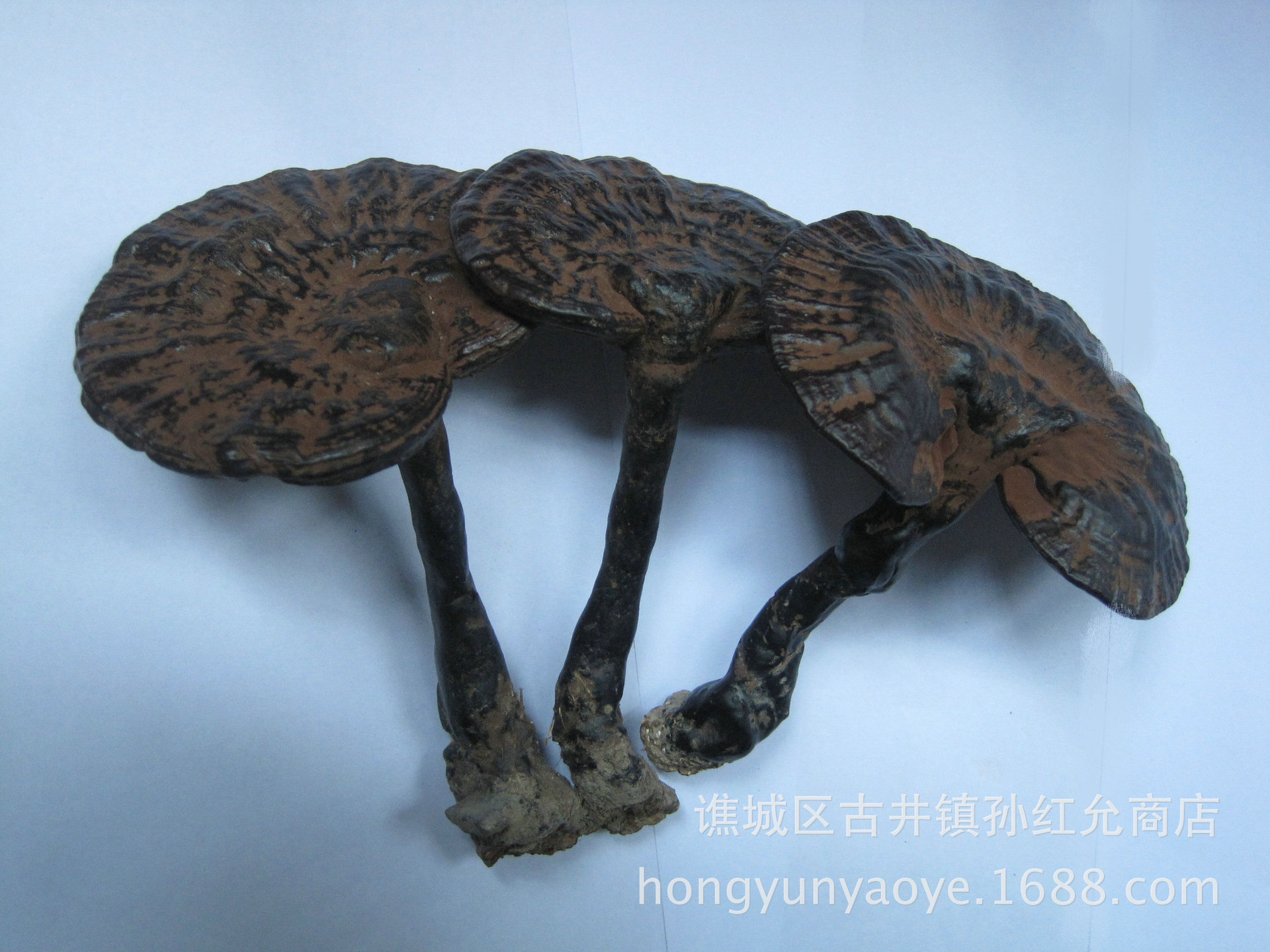 植物原药材-批发中药 灵芝 野生黑灵芝 泡酒料 防癌1000克-植物原药材尽在