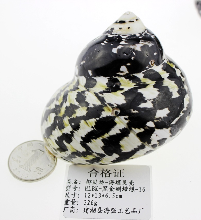 厂家直批 纯天然海螺贝壳批发 贝壳工艺品批发 收藏螺 黑金刚蝾螺