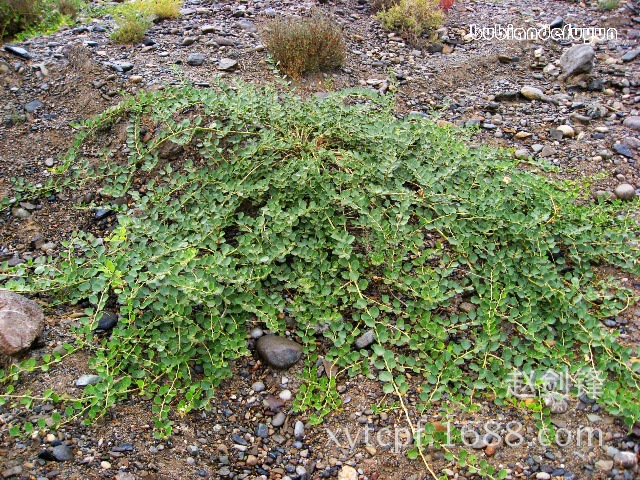 植物原药材-批发供应治疗风湿腿疼的野西瓜 新