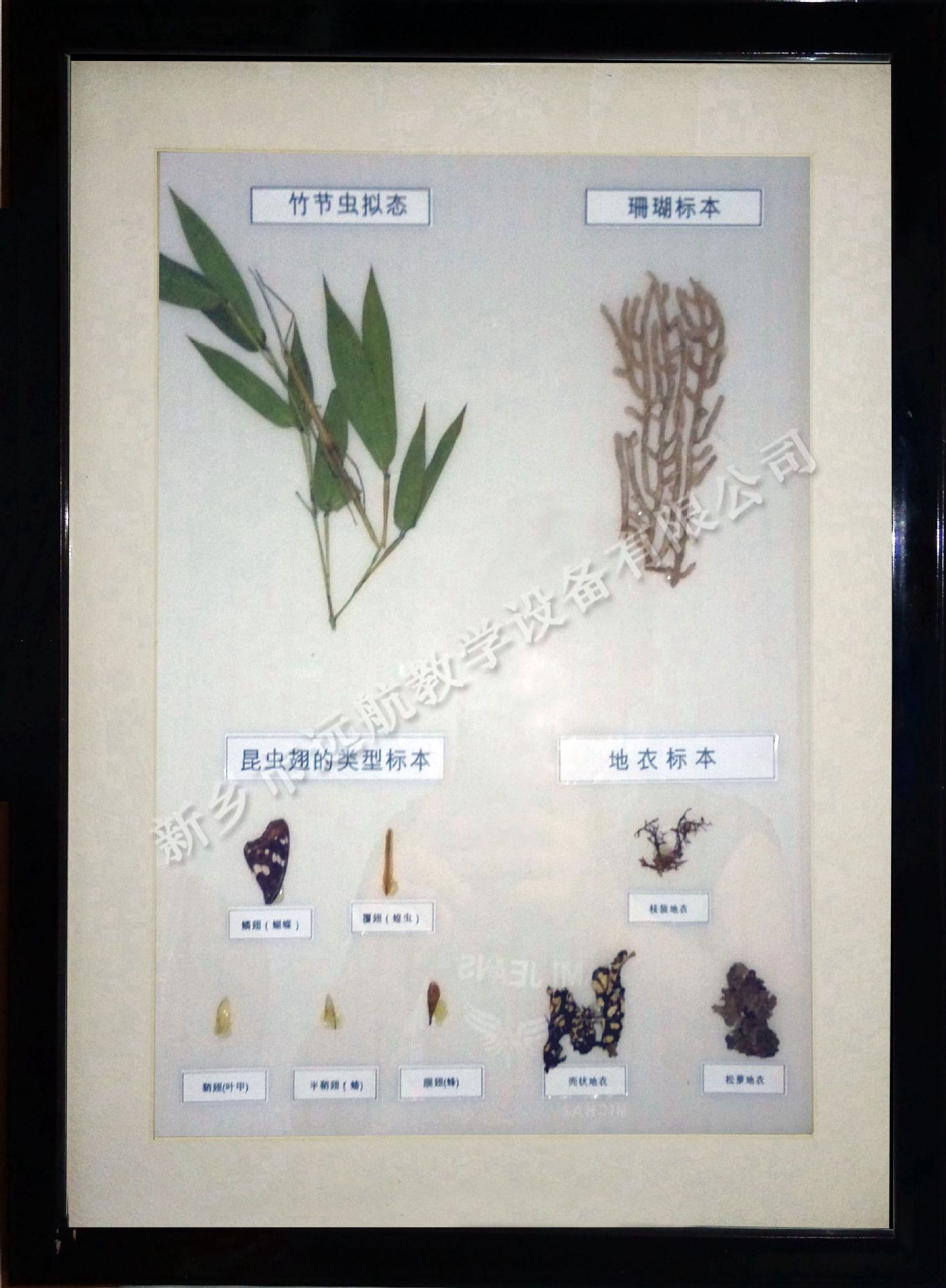 竹节虫、昆虫翅、珊瑚、地衣_副本